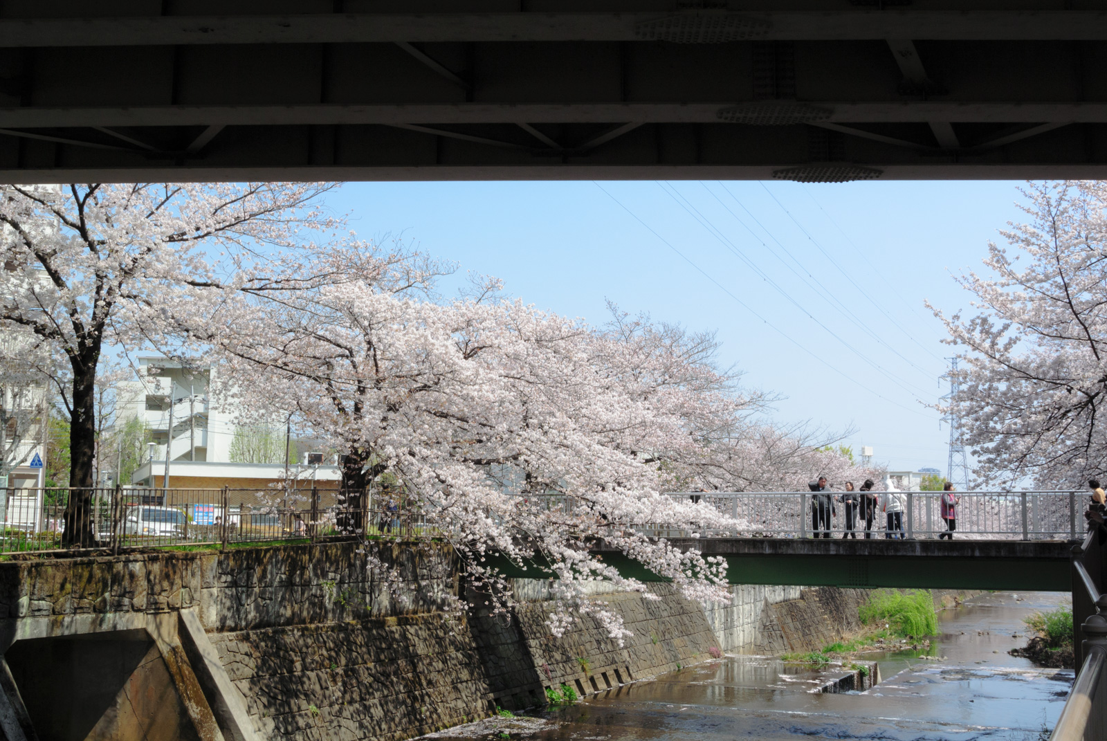恩田川の桜の写真